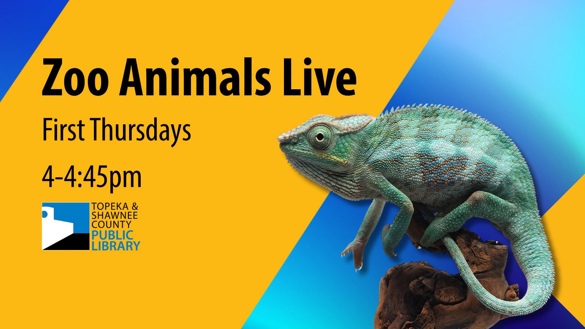 Zoo Animals Live